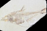 Lot: Cheap to Green River Fossil Fish - Pieces #81220-3
